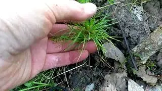 И снова сосны и черный орех. Дубравница. Новый Мир.Мордовия. New World.
