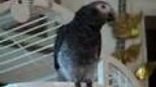 Best Laugh My African Grey Gave me today