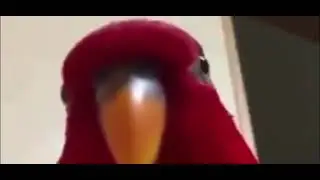 Red bird meme