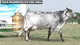 FZD   8961 BARRACA BM*