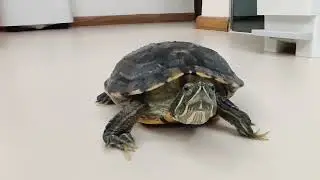 Come here! My lovely turtle 💖🐢