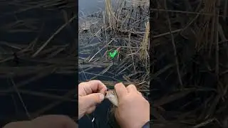 карась Волхов #fishing #поплавок #ладога