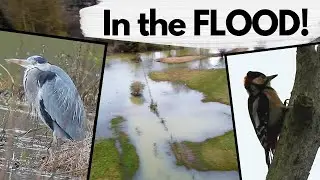 The Meadow was FLOODED but that didnt scare off the Wildlife!