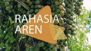 SAWIT ANJLOK !! INILAH SOLUSINYA !!
