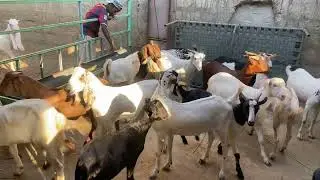 Sasti Range walay qurbani k janwar | Qurbani goats 2024