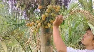 Makan buah pinang di pohonya