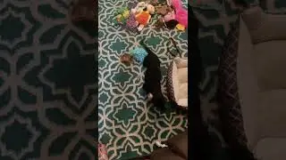😱Your daily DELILAH BULLHORN FIX!