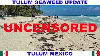 TULUM, PLAYA DEL CARMEN, CANCUN BEACH SEAWEED UPDATE - SEAWEED HAS STARTED!