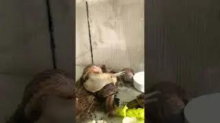 Вечорниці🐌🐌🐌🐌🐌