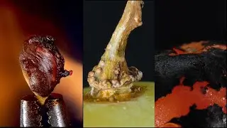 How things look and behave in macro - Video 4