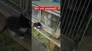 котëнок в шоке от гигантской мыши. животные. питомцы.