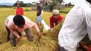 FASTBELT Rice Thresher Wins Rice Threshing Contest | Amazing Farming Machine