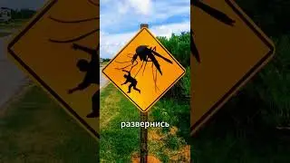 Giant mosquitoes