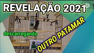 REVELAÇÃO 2021 OUTRO PATAMAR 2 puchada 2 finalizada