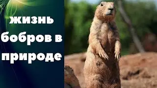 Жизнь бобров в природе