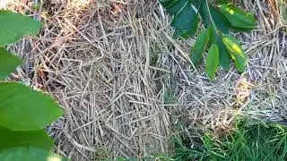 черешня без обрезки на кубани