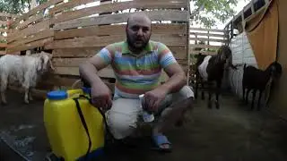 Keçilerde Pireye Son/En etkili pire yok etme yöntemi/pirenin kökünü kurutuyoruz