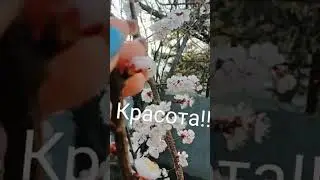 ВЕСНА/ ЦВЕТЕТ АБРИКОС / ПРЕЛЕСТИ ПРИРОДЫ /