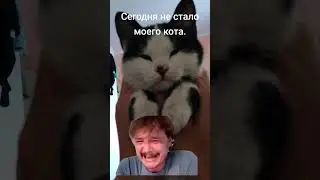 Все коты попадают в рай #кот
