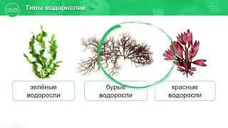 4 класс. Естествознание. 2 урок. Низшие растения