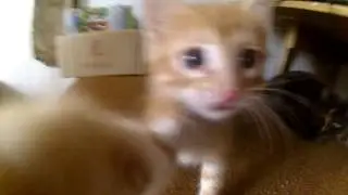 Рыжий котенок малыш играет атакует свой хвост