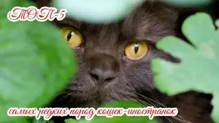 ТОП 5 самых редких пород кошек иностранок TOP 5 rarest breeds of foreign cats