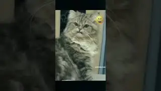 Смешное видео кошки 