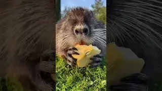 POV: When you are on a low-calorie diet 