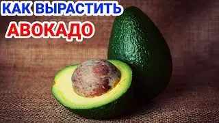 КАК ВЫРАСТИТЬ ОБЫЧНОЕ АВОКАДО! ВСЁ ПОДРОБНО! ИЗ КОСТОЧКИ! EXO TOP
