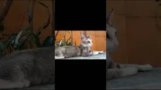 Mass 😎 #funnyvideos #funnyanimals #funnyanimals #funnycats #cutedogs #vadivelu #vadivelu #dogs #dogs