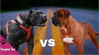 Tosa Inu vs Cane Corso-Fight Comparison