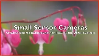 Creating a Nice Background Blur For Flower Studies with Small Sensor Cameras
