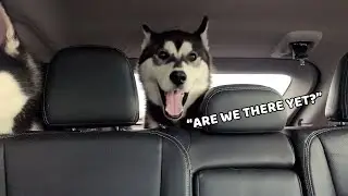 DRAMATIC Husky is Excited to Go to Park!
