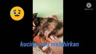 kucing melahirkan (odette) | jadi bidan dadakan