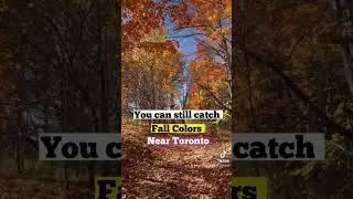 This is your sign to explore Fall colors in Ontario #toronto #fallleaves #canada #fallseason #shorts
