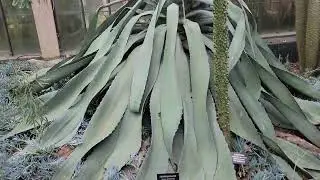 The Century Plant. Longwood Gardens