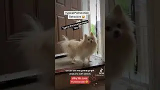 Typical Pomeranian Behaviors 😅