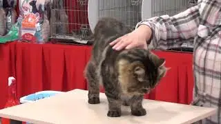 Выставка кошек