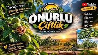 CEVİZ BAHÇEMİZDE EKTİĞİMİZ FİDANLAR KURUDU 