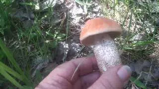 Подосиновики.грибы Краснодарского края