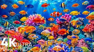 4K Underwater World — Tropical Ocean Escape, Colorful Fish Schools & Gentle Sleep Sounds