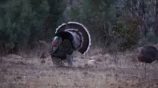 2022 Mexico Gould’s Turkey Hunt Clips-Strutting Footage