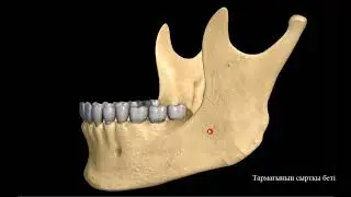 Төменгі жақ сүйек, mandibula