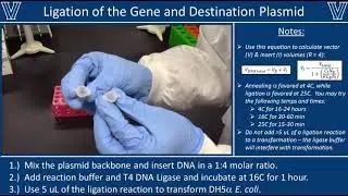 Ligation with T4 DNA Ligase