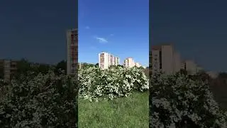 29 апреля 2024 Первомайск ПМР