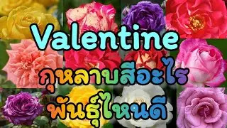 รู้ไหมกุหลาบมีกี่พันธุ์และมีสีอะไรบ้าง