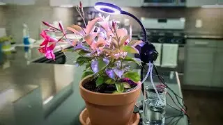 Make a Raspberry Pi Automated Gardener