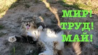 #147. Майские хлопоты. Урожай в теплице теперь не сгорит. [Жизнь на своей земле]