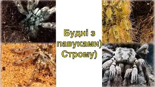 Пересадив stromatopelma calceatum террариум по більше/буду знімати тепер #shorts )