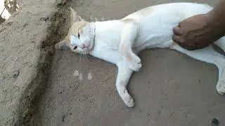 my lovely cat piku.... how cute 